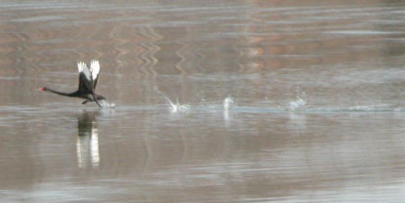 Black Swan taking flight on Lake Norman