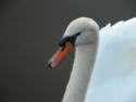 Mute Swan, Head