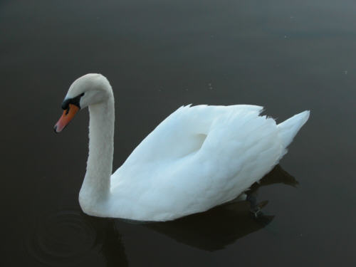 Mute Swan