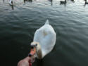 Mute Swan