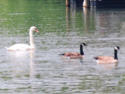 Mute Swan and Canada Geese