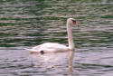 Mute Swan