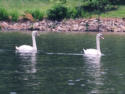 Mute Swans