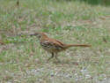 Brown Thrasher side