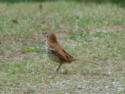 Brown Thrasher back