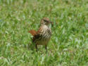 Brown Thrasher front