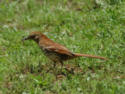 Brown Thrasher