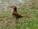 Brown Thrasher