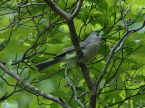 Tufted titmouse