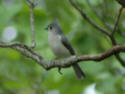 Tufted titmouse