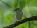 Tufted titmouse
