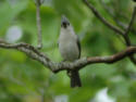 Tufted titmouse