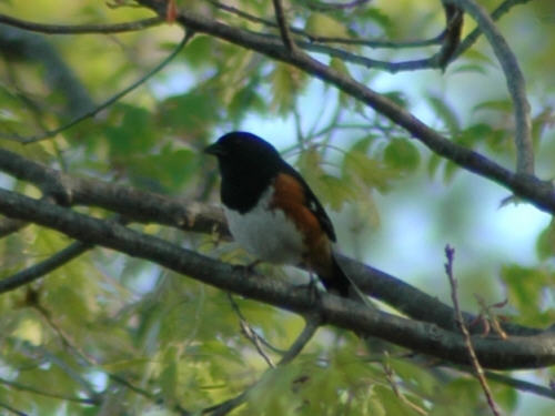 Eastern Tohwee