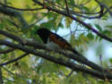 Eastern Tohwee