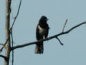 Eastern Tohwee