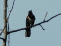 Eastern Tohwee