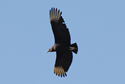 Black Vulture