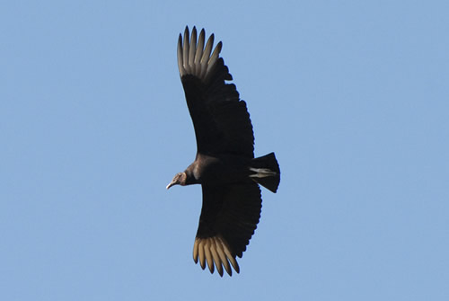 Black Vulture - Buzzard