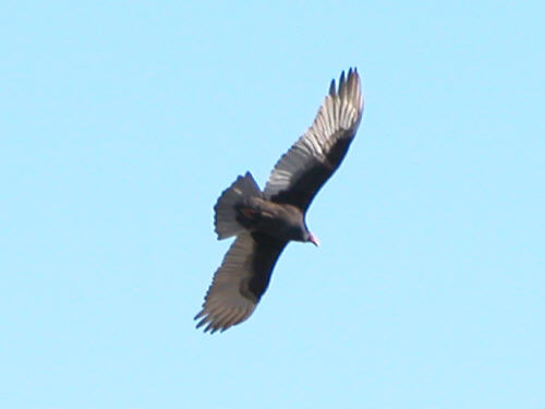 Turkey Vulture - Buzzard