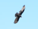 Turkey Vulture - Buzzard