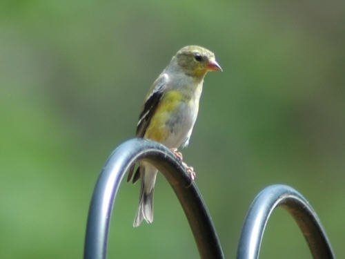 Pine Warbler