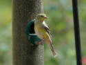 Pine Warbler