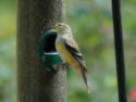 Pine Warbler