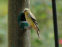 Pine Warbler