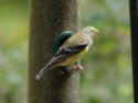 Pine Warbler back