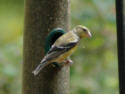 Pine Warbler