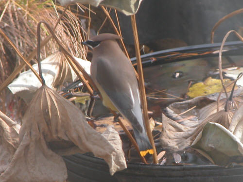 Cedar Waxwing