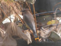 Cedar Waxwing