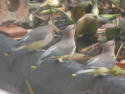 Cedar Waxwing