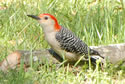 Woodpecker