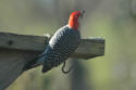 Red-bellied Woodpecker