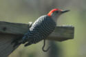 Red-bellied Woodpecker