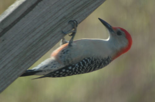 Red-bellied Woodpecker