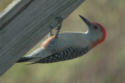 upside down Red-bellied Woodpecker