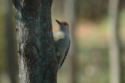 Red-bellied Woodpecker on Dogwood Tree