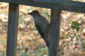 Red-bellied Woodpecker on rail