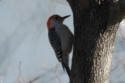 -bellied woodpecker