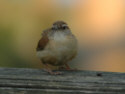 Carolina Wren