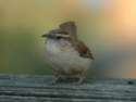 Carolina Wren