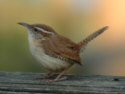 Carolina Wren