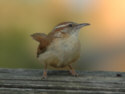 Carolina Wren