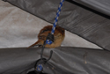 Carolina Wren behind bungee, roosting for the night